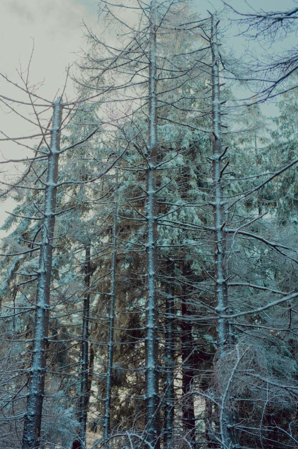 Wataha Pod Basztami - Wadera - Domki Caloroczne Radkow Esterno foto