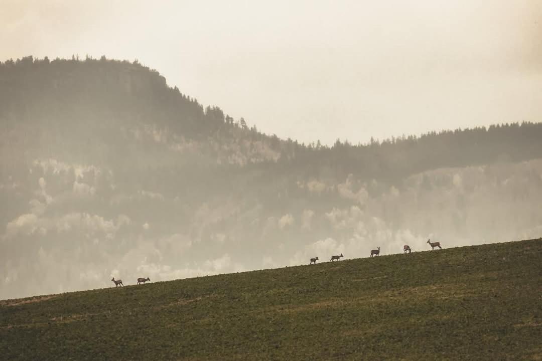 Wataha Pod Basztami - Wadera - Domki Caloroczne Radkow Esterno foto